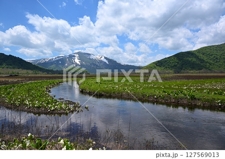 下ノ大堀からの至仏山と水芭蕉 群馬 下ノ大堀からの至仏山と水芭蕉 群馬 127569013