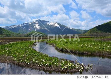 下ノ大堀からの至仏山と水芭蕉　群馬 127569016