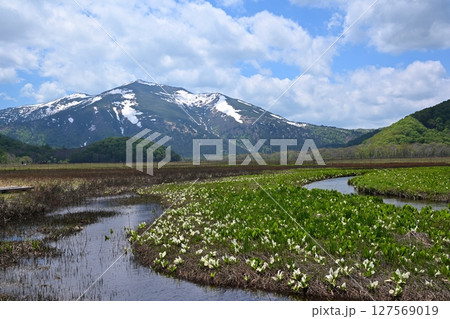 下ノ大堀からの至仏山と水芭蕉　群馬 127569019