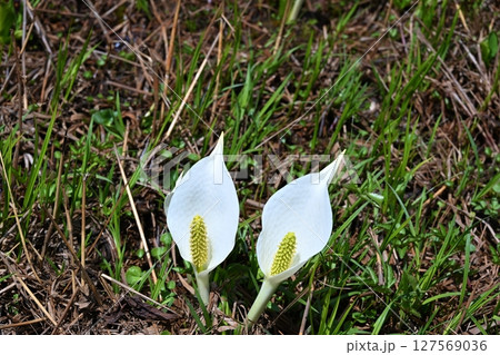 尾瀬の水芭蕉 群馬 尾瀬の水芭蕉 群馬 127569036