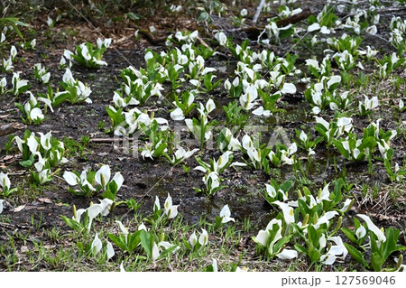 尾瀬の水芭蕉　群馬 127569046