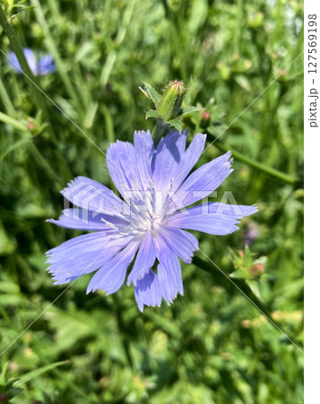 blue cornflower flower in the garden, close up view blue cornflower flower in the garden, close up view 127569198