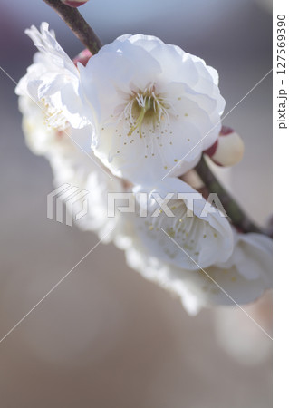 白梅の芳香が漂い澄んだ空気がゆるむころ春は訪れる 白梅の芳香が漂い澄んだ空気がゆるむころ春は訪れる 127569390