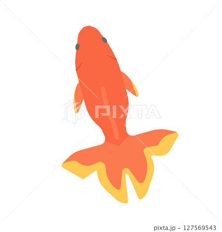 金魚のイラスト 金魚のイラスト 127569543