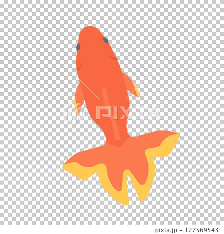 金魚のイラスト 金魚のイラスト 127569543
