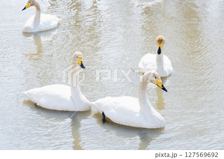 北海道の春に訪れるハクチョウの群れ 127569692