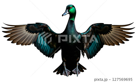 A Black East Indian duck stands proudly with its neck extended and wings fully opened, showcasing its shimmering green-black feathers. The setting highlights its beauty. 127569695