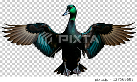 A Black East Indian duck stands proudly with its neck extended and wings fully opened, showcasing its shimmering green-black feathers. The setting highlights its beauty. 127569695
