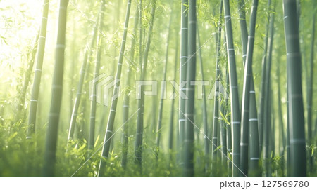 光を浴びた竹林 127569780