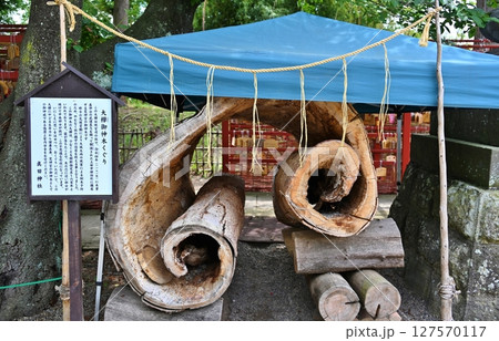 真田神社の大欅御神木くぐり　長野 127570117