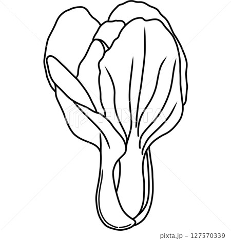 Pakchoi Pakchoi 127570339