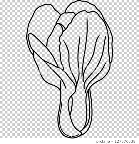 Pakchoi Pakchoi 127570339