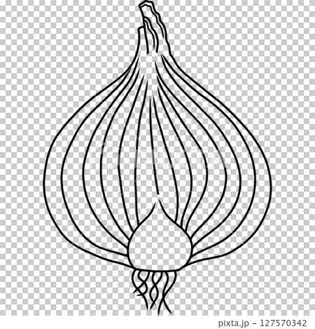 Onion Onion 127570342