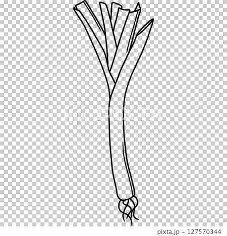 Spring onion 127570344