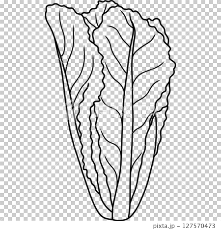 Cos lettuce 127570473