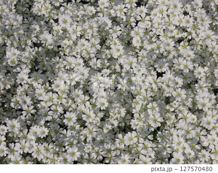 白い芝桜（リトルドット）のクローズアップ写真 127570480