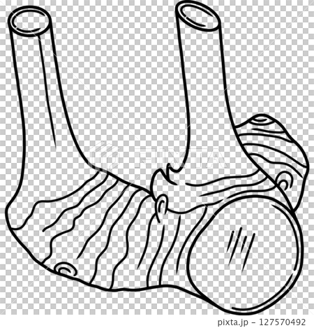 Galangal Galangal 127570492