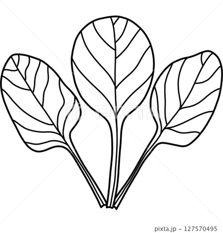 Spinach Spinach 127570495