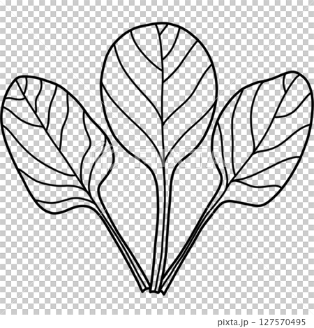 Spinach Spinach 127570495