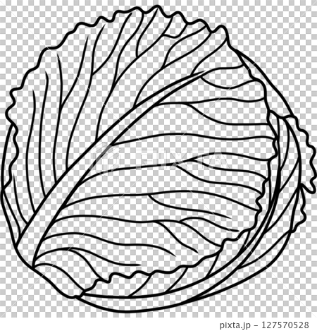 Cabbage 127570528