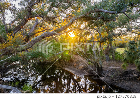 Beautiful tropical nature. Jungle rainforest with river between green palm trees and wild vegetation in southern Florida. Dense rainforest ecosystem 127570819