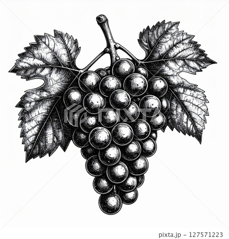 Black And White Grape Illustration With Leaves 127571223