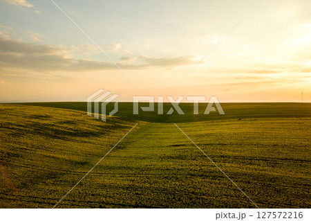 Aerial view of bright green agricultural farm field with growing rapeseed plants at sunset. Aerial view of bright green agricultural farm field with growing rapeseed plants at sunset. 127572216