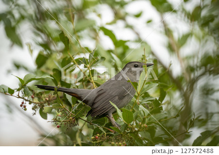 A Gray Catbird bird perched on a tree branch in summer Florida shrubs 127572488