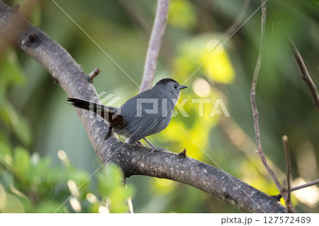 A Gray Catbird bird perched on a tree branch in summer Florida shrubs 127572489
