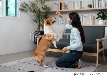 Training and Playtime. A woman teaches her corgi to perform tricks at home. 127572599