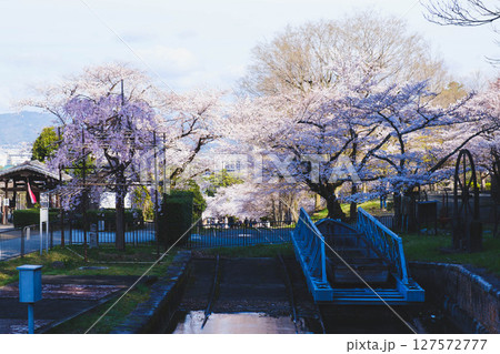 [蹴上インクライン]京都の美しい桜 127572777