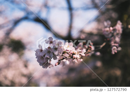 [蹴上インクライン]京都の美しい桜 127572790