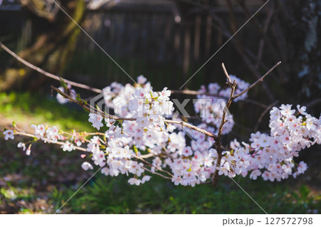 [蹴上インクライン]京都の美しい桜 127572798
