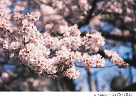 [蹴上インクライン]京都の美しい桜 127572810