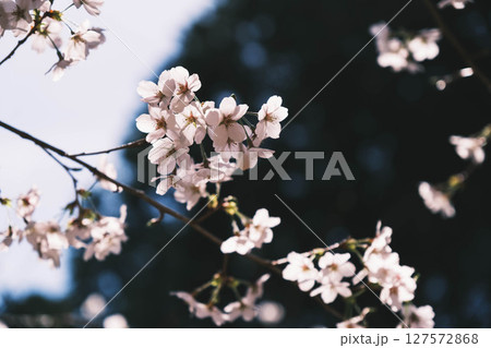 [山科疏水]美しい桜と歴史的な水路 127572868