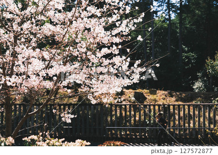 [山科疏水]美しい桜と歴史的な水路 127572877