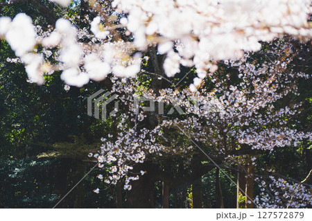 [山科疏水]美しい桜と歴史的な水路 127572879
