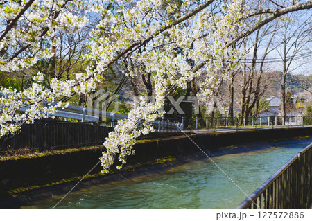 [山科疏水]美しい桜と歴史的な水路 127572886