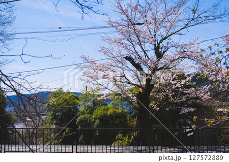 [山科疏水]美しい桜と歴史的な水路 127572889