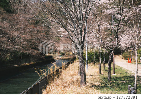 [山科疏水]美しい桜と歴史的な水路 127572891
