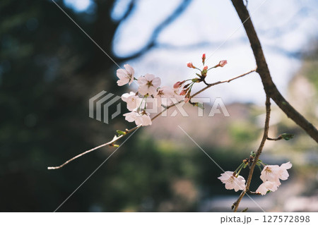 [山科疏水]美しい桜と歴史的な水路 127572898
