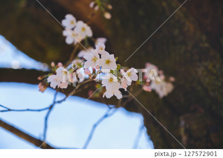 [山科疏水]美しい桜と歴史的な水路 127572901