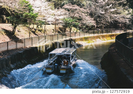 [山科疏水]満開の桜が咲く水路を走る「びわ湖疏水船」 127572919
