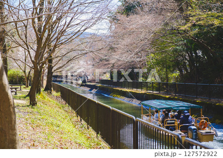 [山科疏水]満開の桜が咲く水路を走る「びわ湖疏水船」 127572922