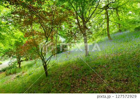 Awe forest in Pays de La Loire Awe forest in Pays de La Loire 127572929