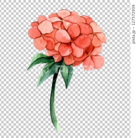 Watercolor illustration, pink hydrangea flower clipart Watercolor illustration, pink hydrangea flower clipart 127572939