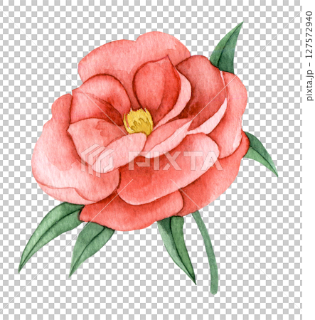 Watercolor illustration, pink peony flower clipart 127572940