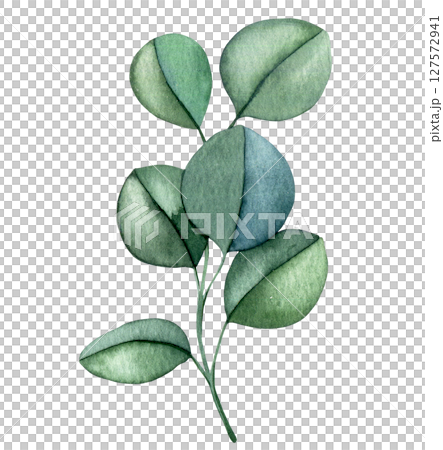 branch with eucalyptus leaves. watercolor illustration of green leaves, clip art branch with eucalyptus leaves. watercolor illustration of green leaves, clip art 127572941