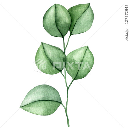branch with eucalyptus leaves. watercolor illustration of green leaves, clip art branch with eucalyptus leaves. watercolor illustration of green leaves, clip art 127572942