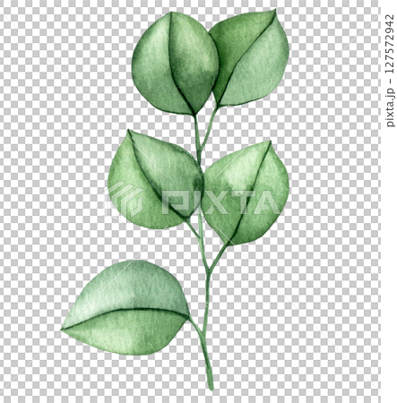 branch with eucalyptus leaves. watercolor illustration of green leaves, clip art 127572942